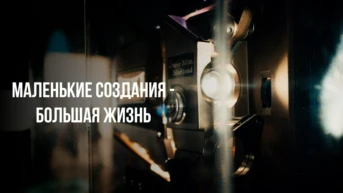 Маленькие создания - большая жизнь