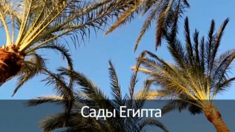 Сады Египта