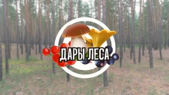 Дары леса
