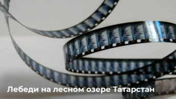 Лебеди на лесном озере Татарстан