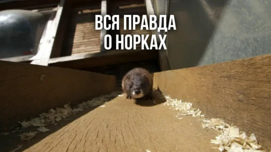 Вся правда о норках