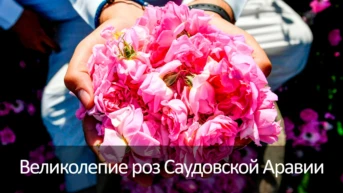 Великолепие роз Саудовской Аравии