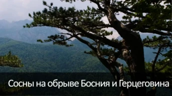 Сосны на обрыве Босния и Герцеговина