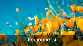 Первоцветы