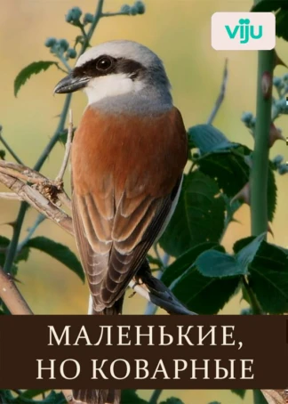 Маленькие, но коварные