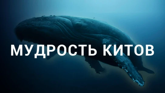 Мудрость китов