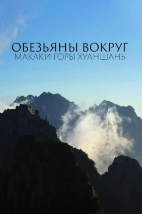 Обезьяны вокруг: макаки горы Хуаншань