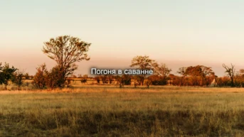 Погоня в саванне