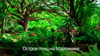 Остров птиц на Мартинике