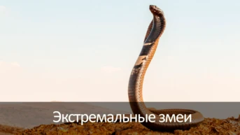 Спасти акулу!