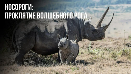 Носороги: проклятие волшебного рога