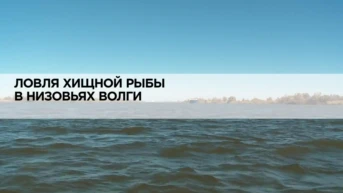 Ловля хищной рыбы в низовьях Волги