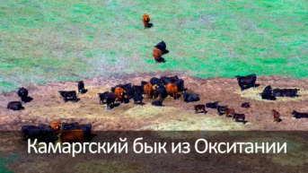Камаргский бык из Окситании