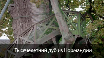 Тысячелетний дуб из Нормандии
