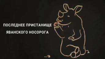 Последнее пристанище яванского носорога
