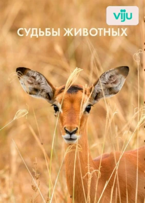 Судьбы животных