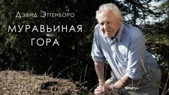 Муравьиная гора Дэвида Аттенборо