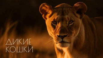 Дикие кошки