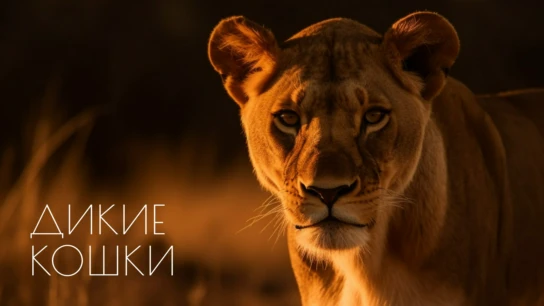 Дикие кошки