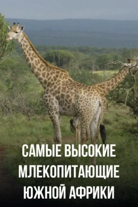 Самые высокие млекопитающие Южной Африки