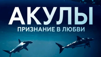 Акулы. Признание в любви