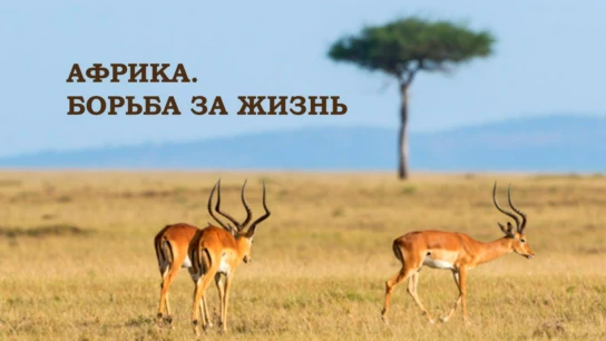 Африка. Борьба за жизнь