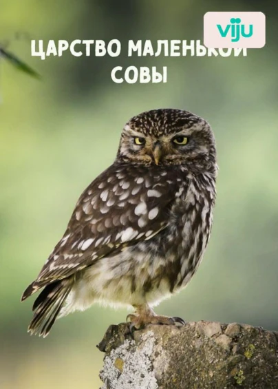 Царство маленькой совы