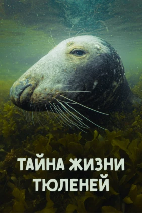 Тайна жизни тюленей
