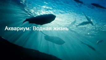 Аквариум: Водная жизнь