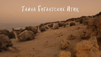 Загадки и тайны птиц-гигантов