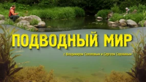 Уклейка, эксперименты, поведение, ловля