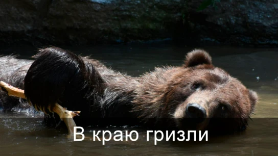 В краю гризли