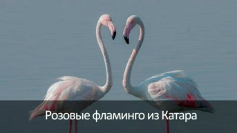 Розовые фламинго из Катара