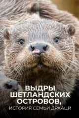 Выдры Шетландских островов, история семьи Драаци