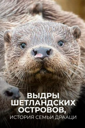 Выдры Шетландских островов, история семьи Драаци