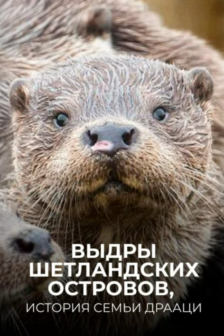 Выдры Шетландских островов, история семьи Драаци