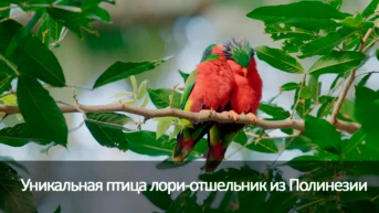 Уникальная птица лори-отшельник из Полинезии