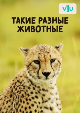 Такие разные животные