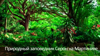 Природный заповедник Серон на Мартинике