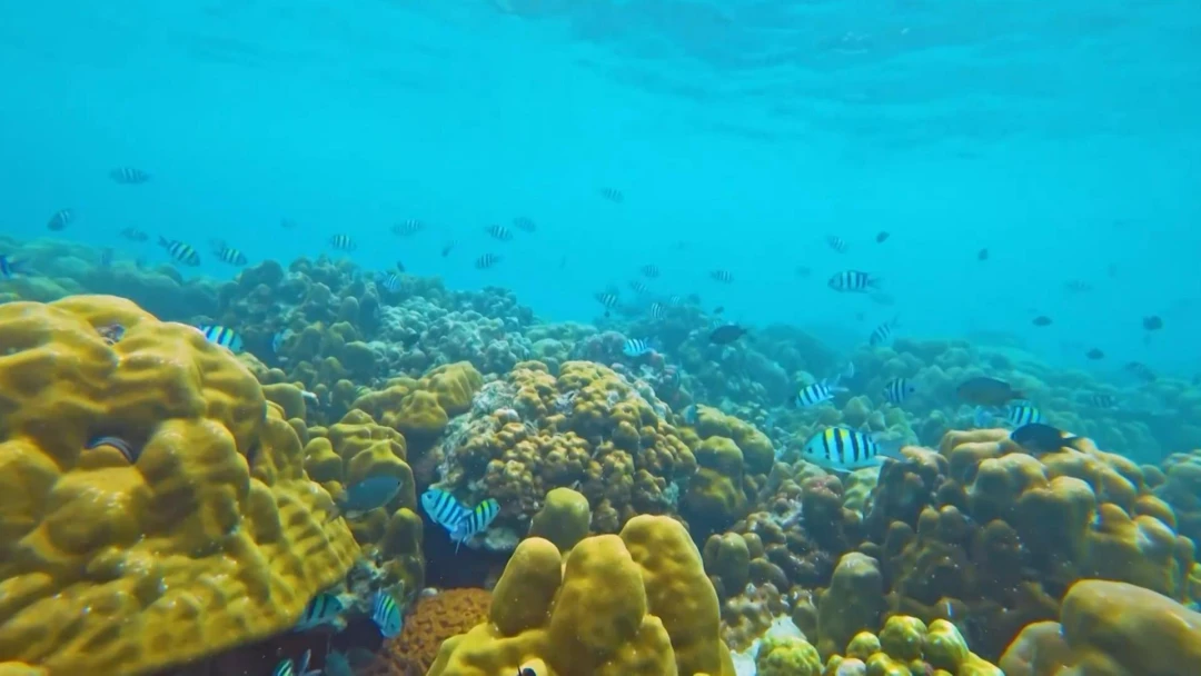 Передача Подводный мир Андаманского моря