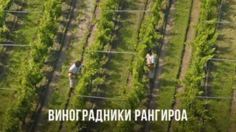 Виноградники Рангироа в Полинезии