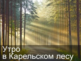 Утро в Карельском лесу