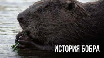 История бобра