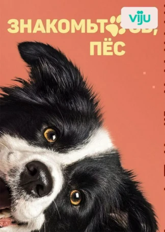 Знакомьтесь, пес