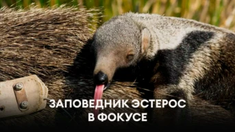 Заповедник Эстерос в фокусе