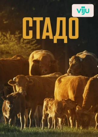 Стадо