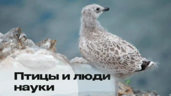 Птицы и люди науки