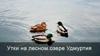 Утки на лесном озере Удмуртия