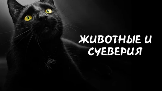 Животные и суеверия
