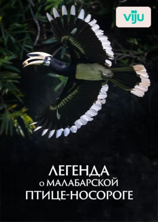Легенда о малабарской птице-носороге